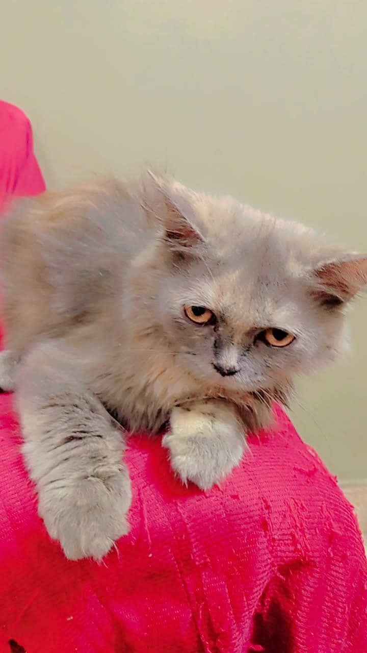 persion cat phone number 0306 4102145 1