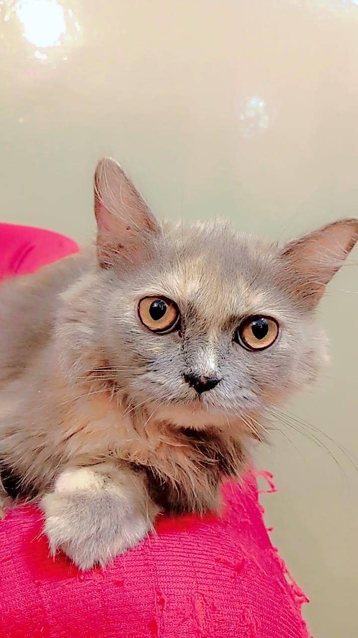 persion cat phone number 0306 4102145 2