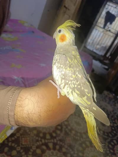 hand tame coctail