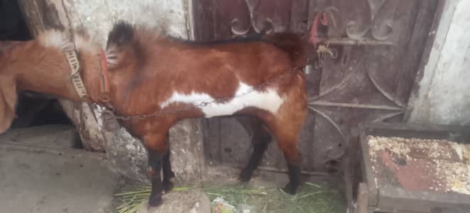 Bakra