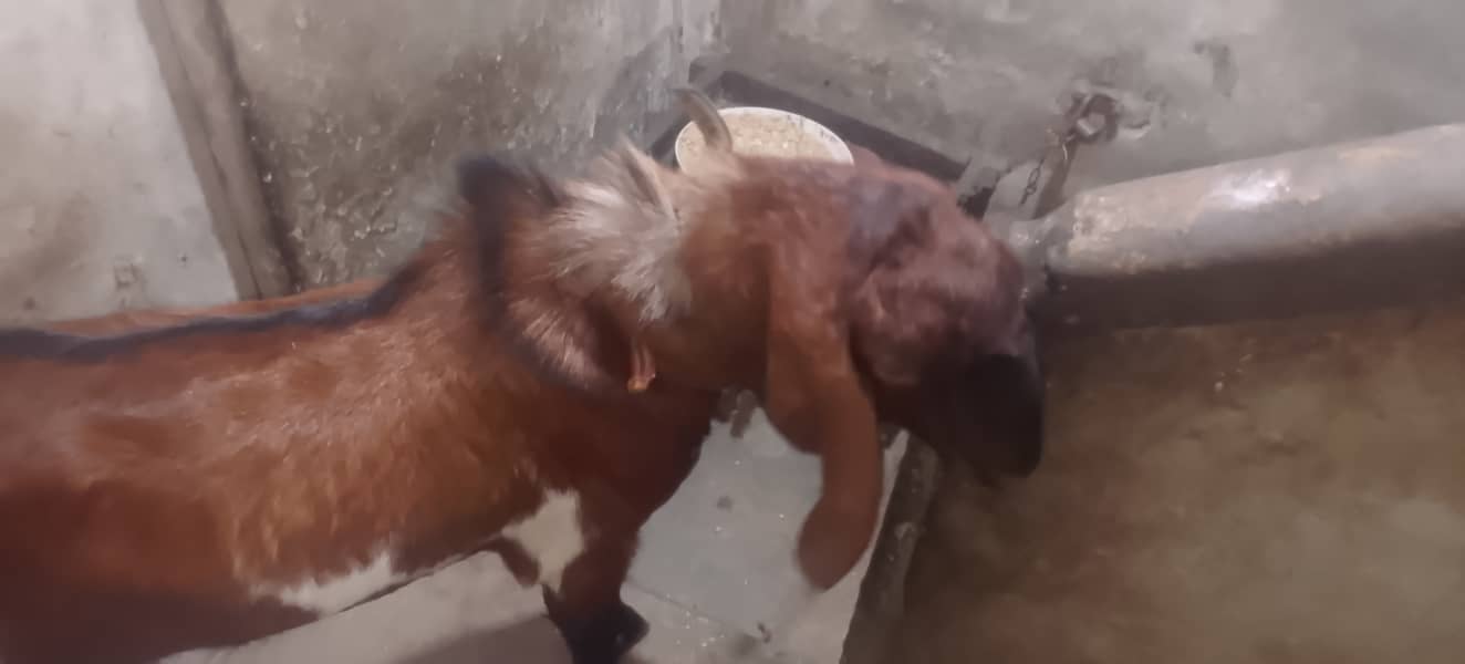 Breeder Bakra 1