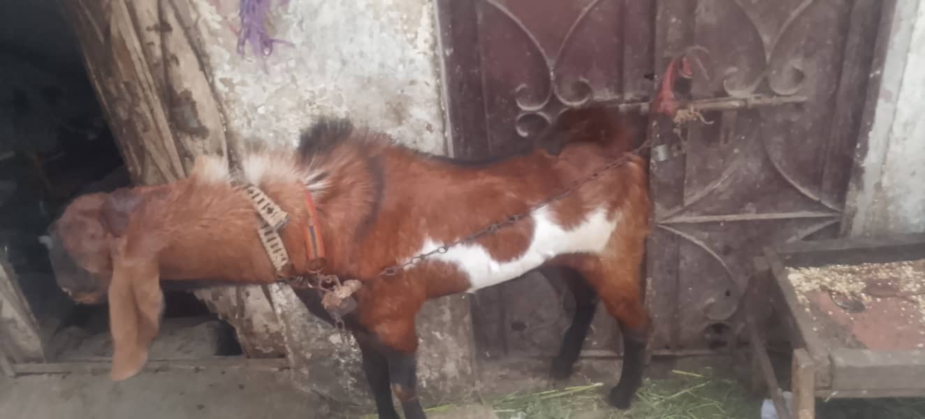 Breeder Bakra 2