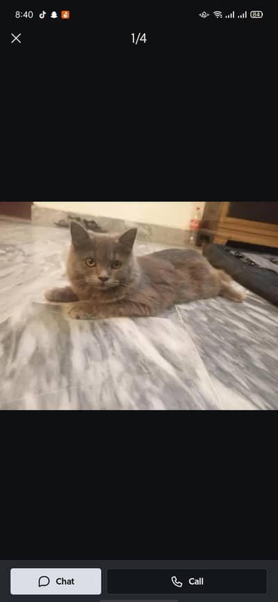 graw colour male cat active ha 03475334671