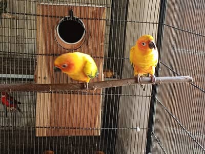 Sun Conure and Ringneck pair