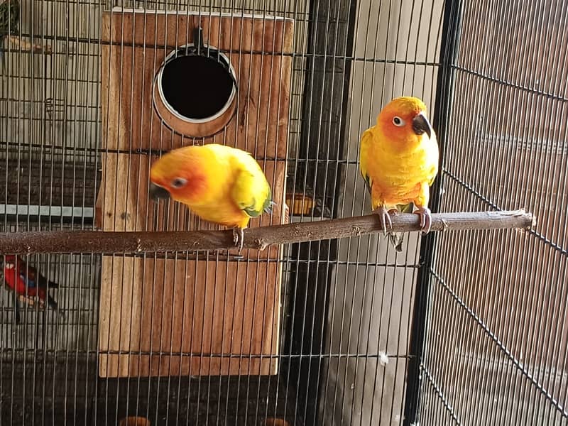 Sun Conure and Ringneck pair 0