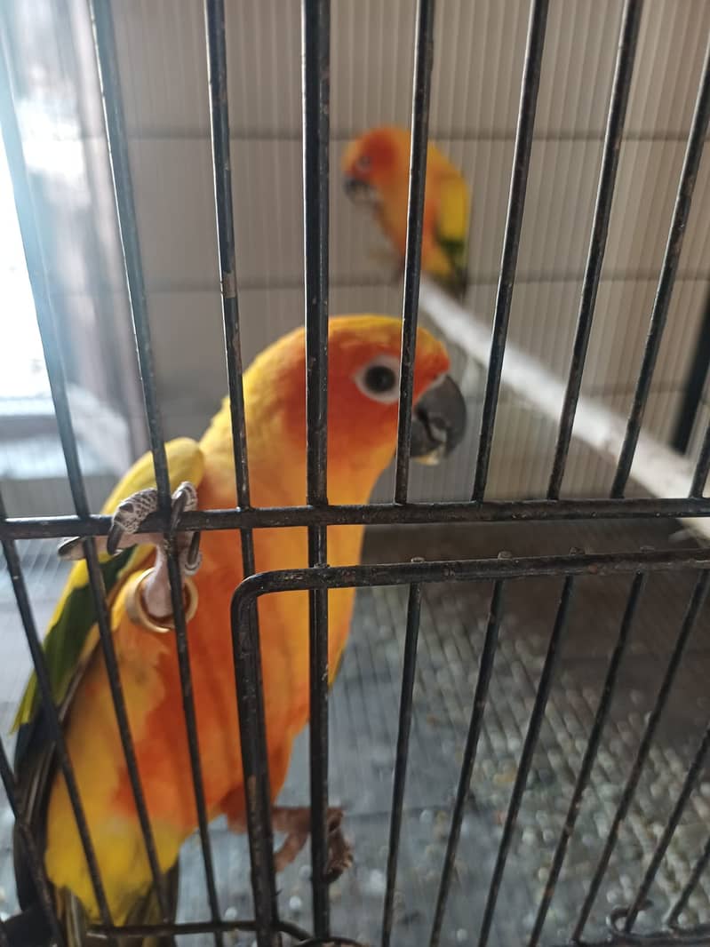 Sun Conure and Ringneck pair 1
