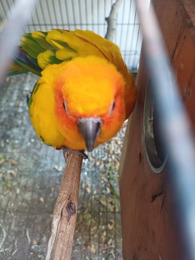 Sun Conure and Ringneck pair 2