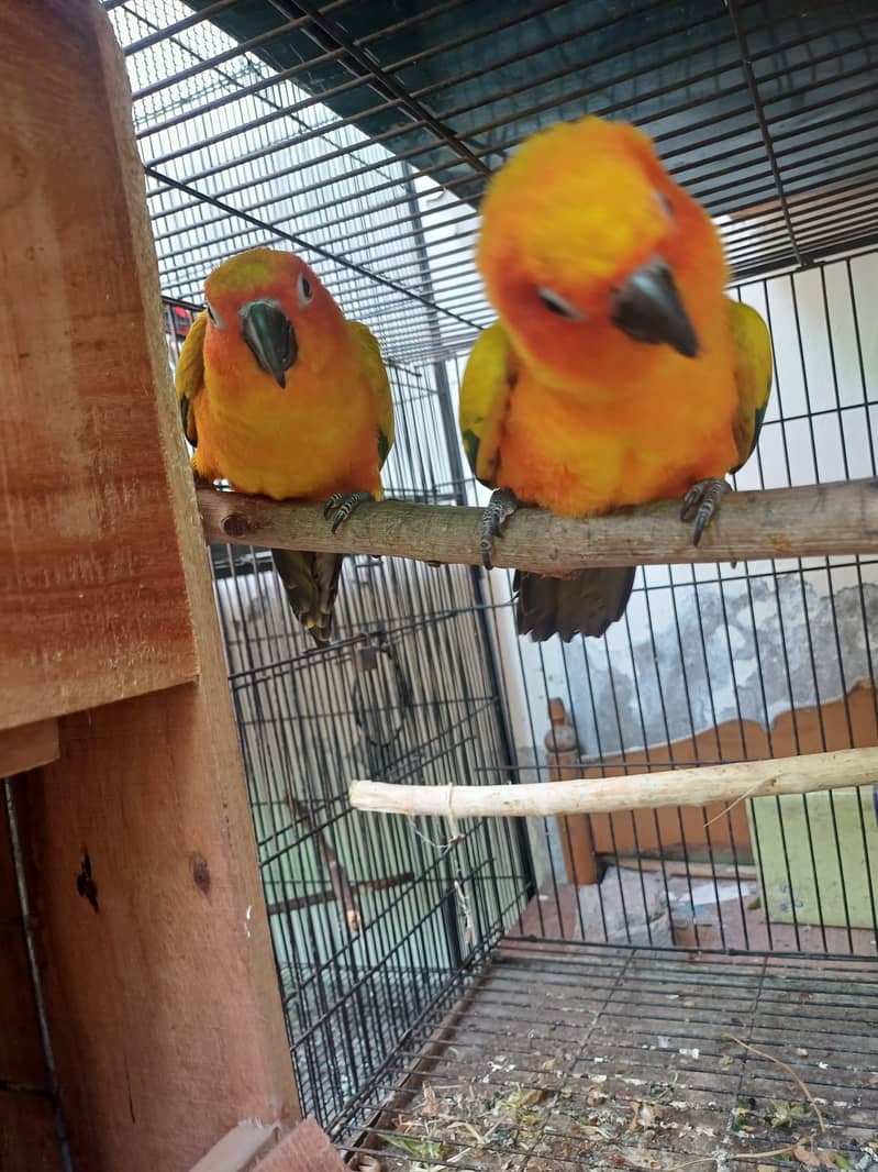Sun Conure and Ringneck pair 3