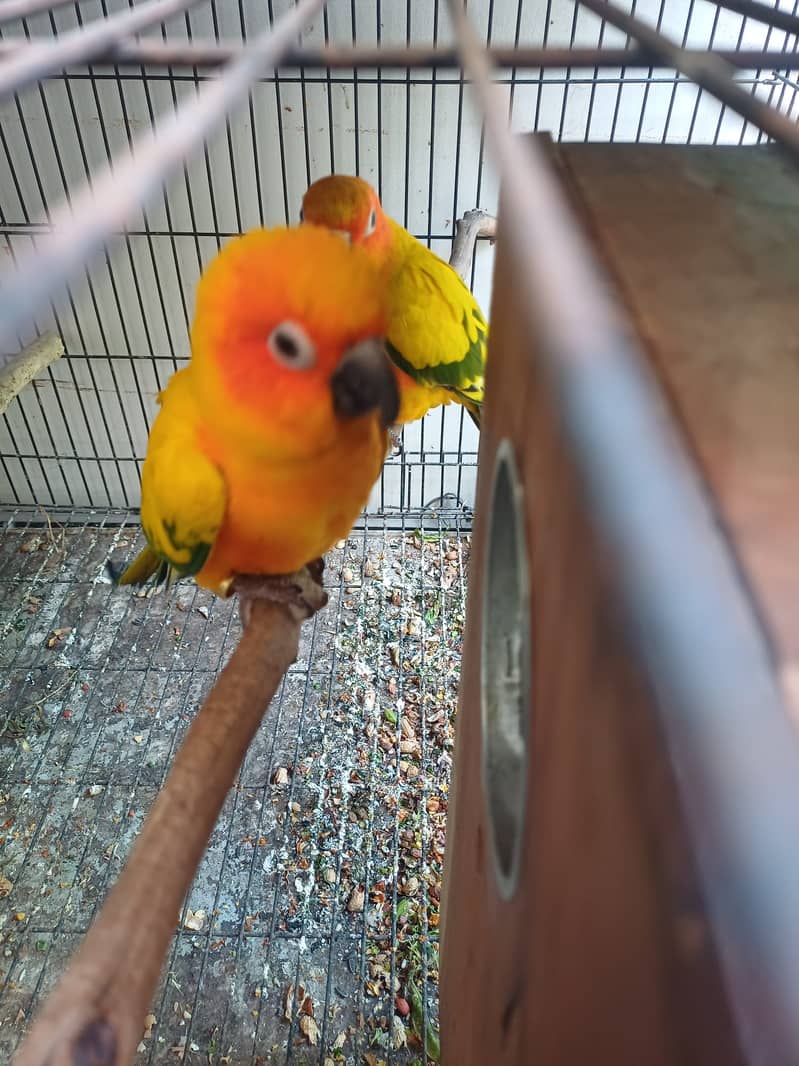 Sun Conure and Ringneck pair 4