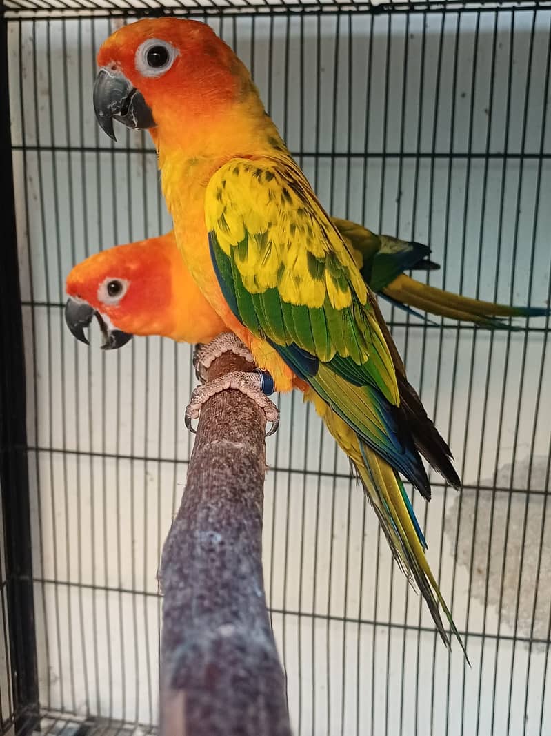 Sun Conure and Ringneck pair 5