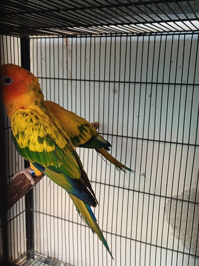 Sun Conure and Ringneck pair 6