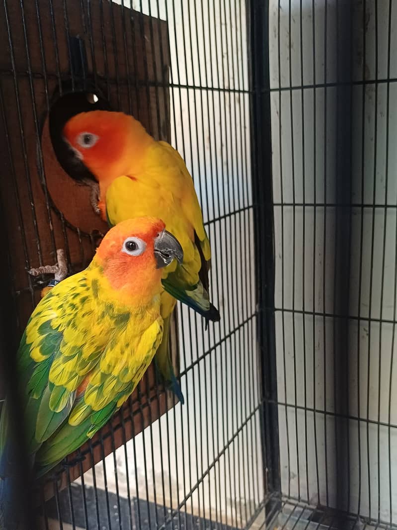 Sun Conure and Ringneck pair 7