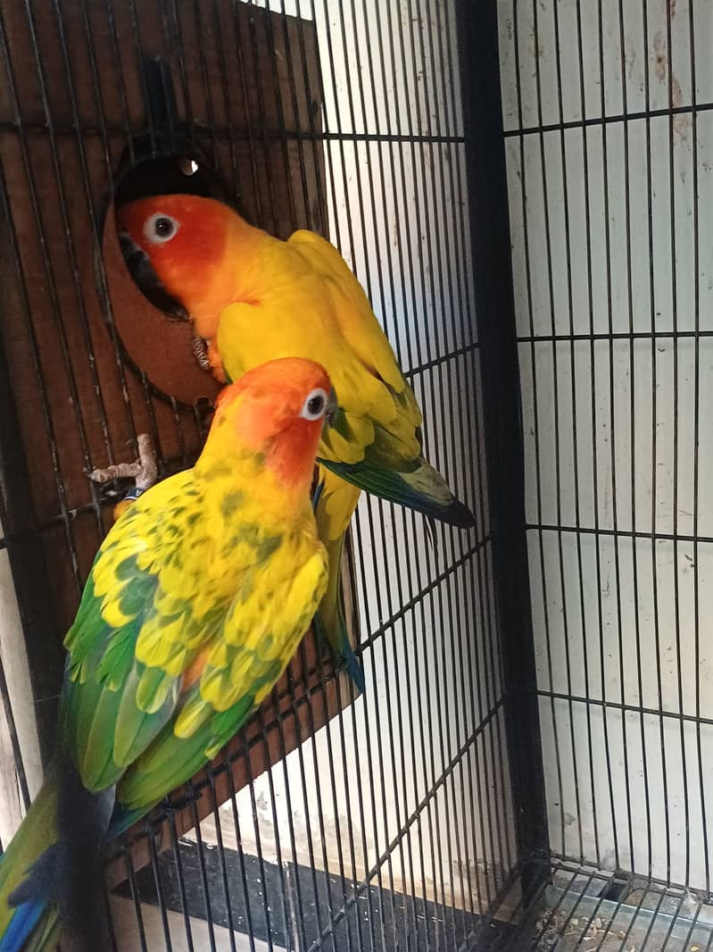 Sun Conure and Ringneck pair 8