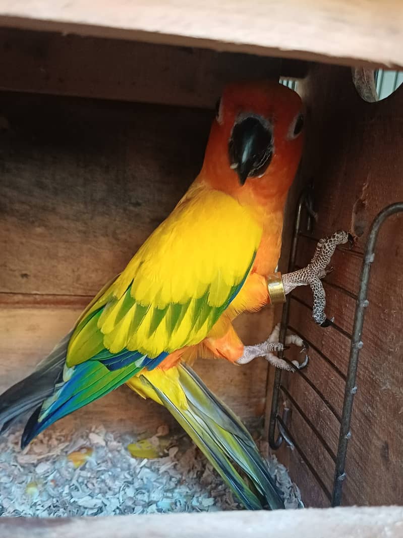 Sun Conure and Ringneck pair 9