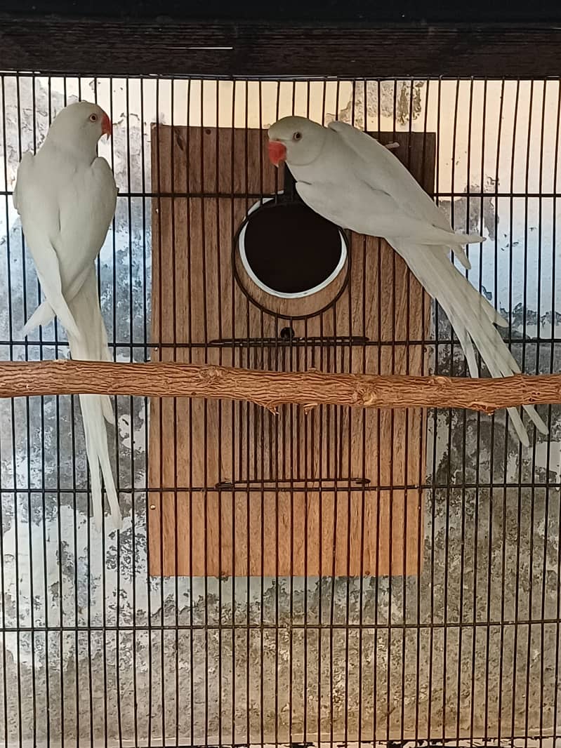 Sun Conure and Ringneck pair 10
