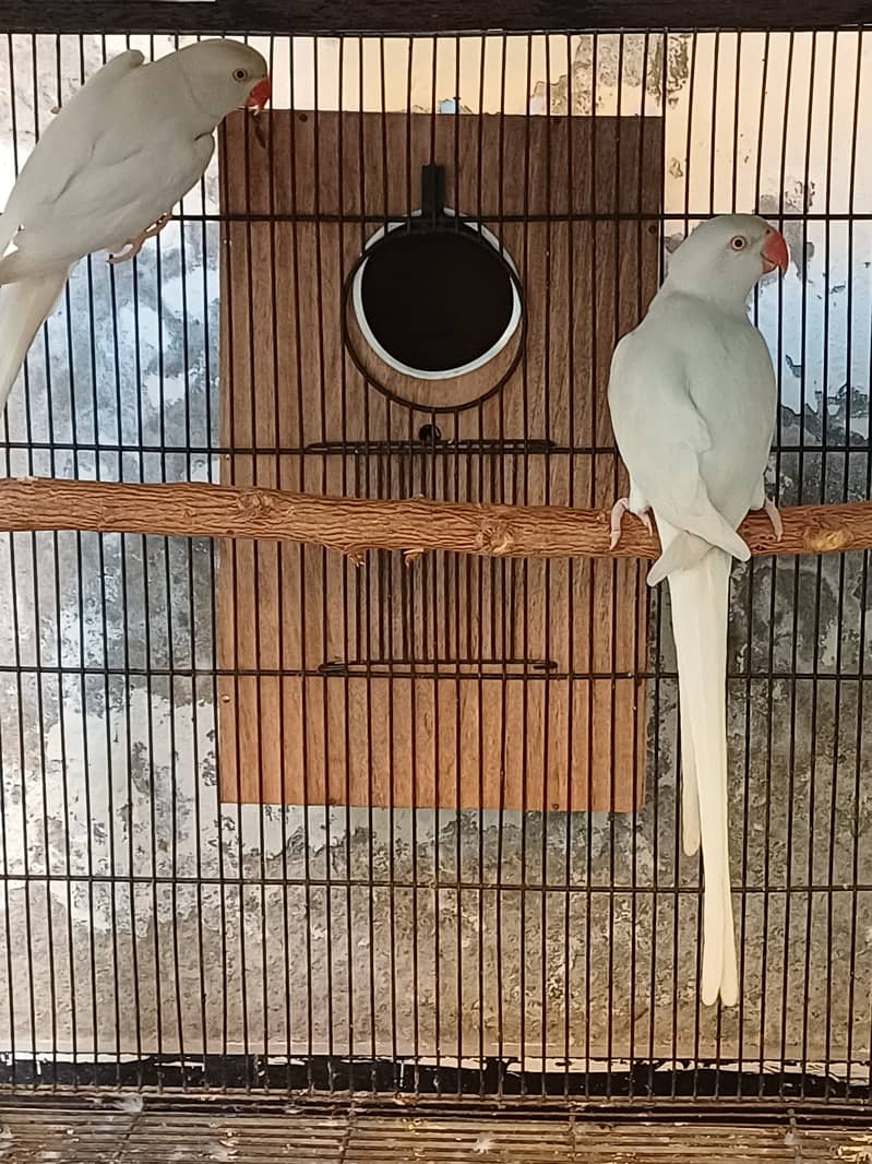 Sun Conure and Ringneck pair 11