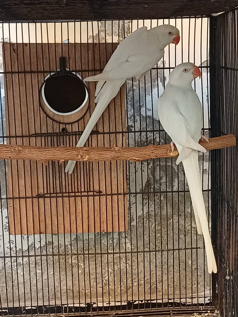Sun Conure and Ringneck pair 13