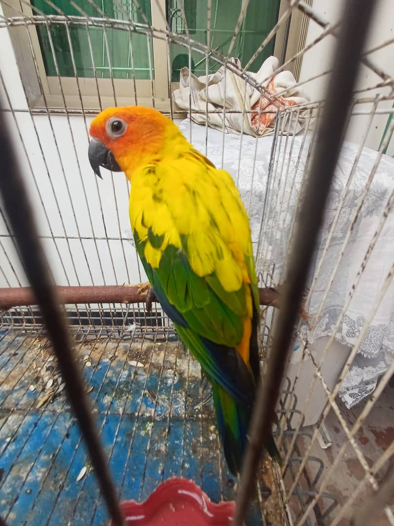Sun Conure and Ringneck pair 14