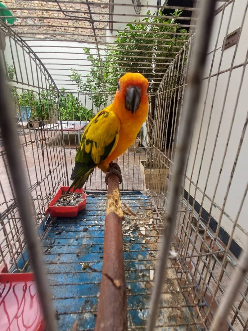 Sun Conure and Ringneck pair 15