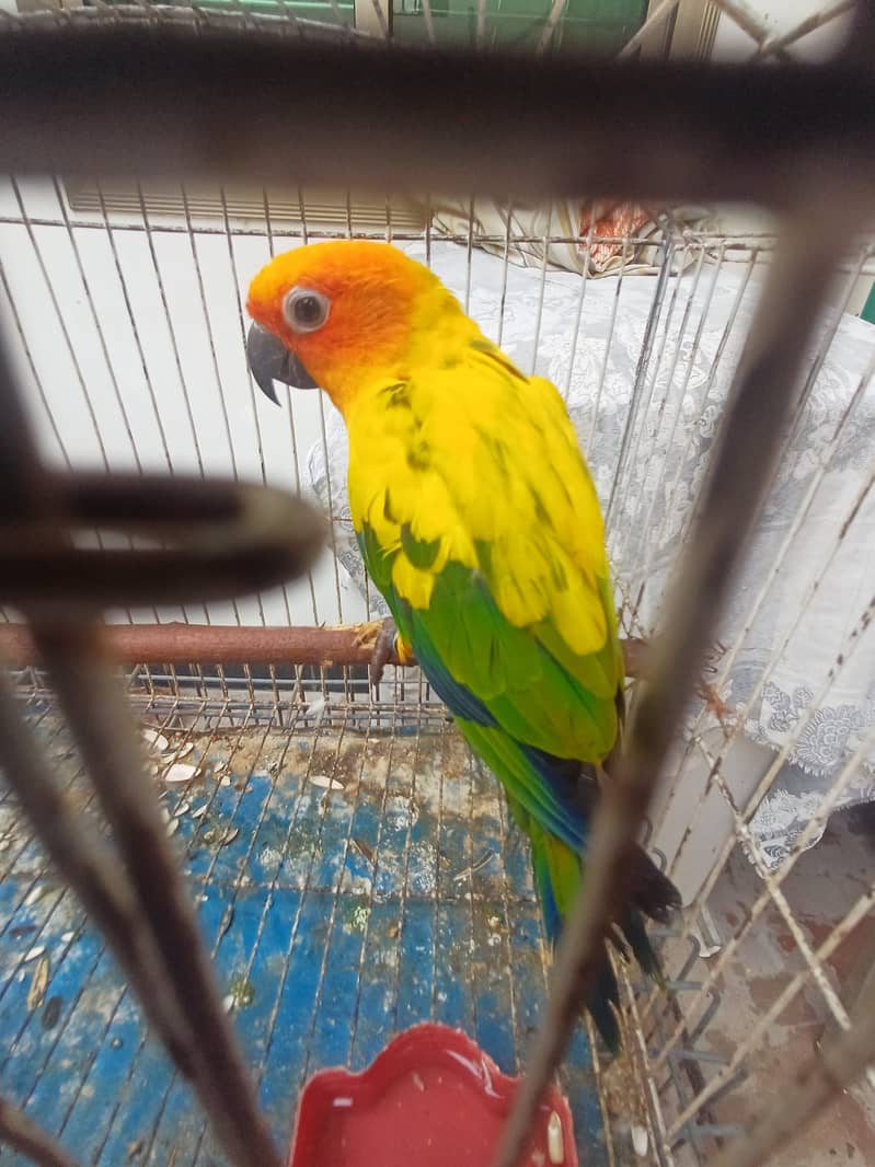 Sun Conure and Ringneck pair 16