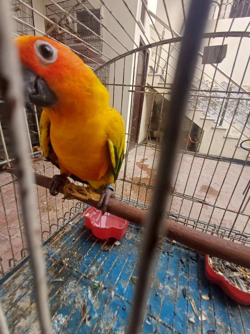 Sun Conure and Ringneck pair 17