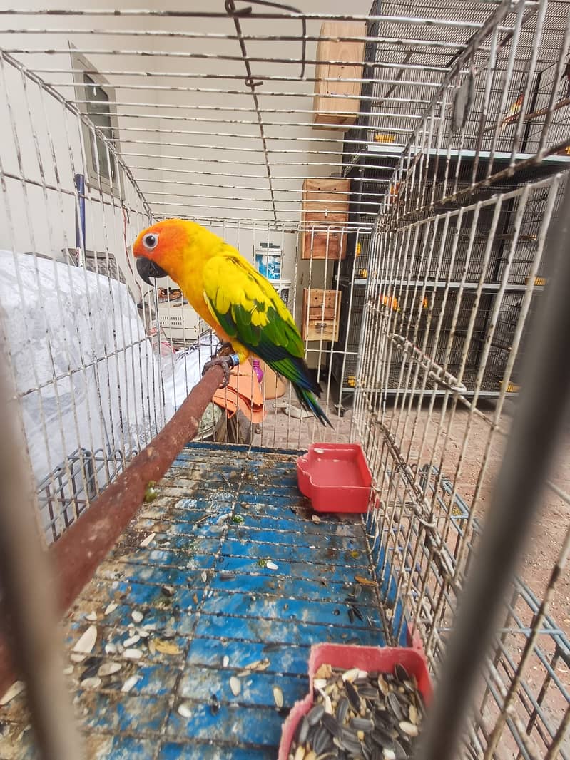 Sun Conure and Ringneck pair 18