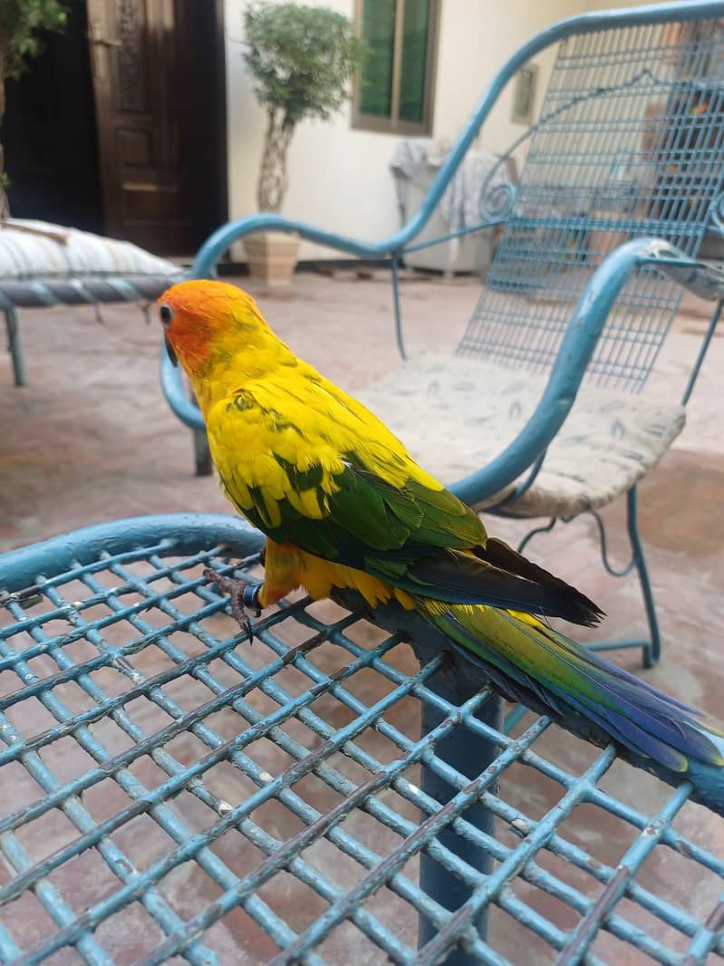 Sun Conure and Ringneck pair 19