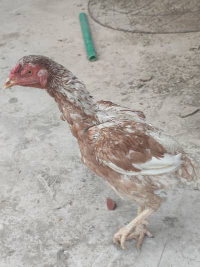 pure breeder aseeel pair