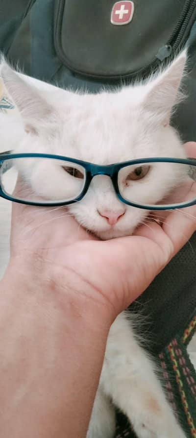 Cats white