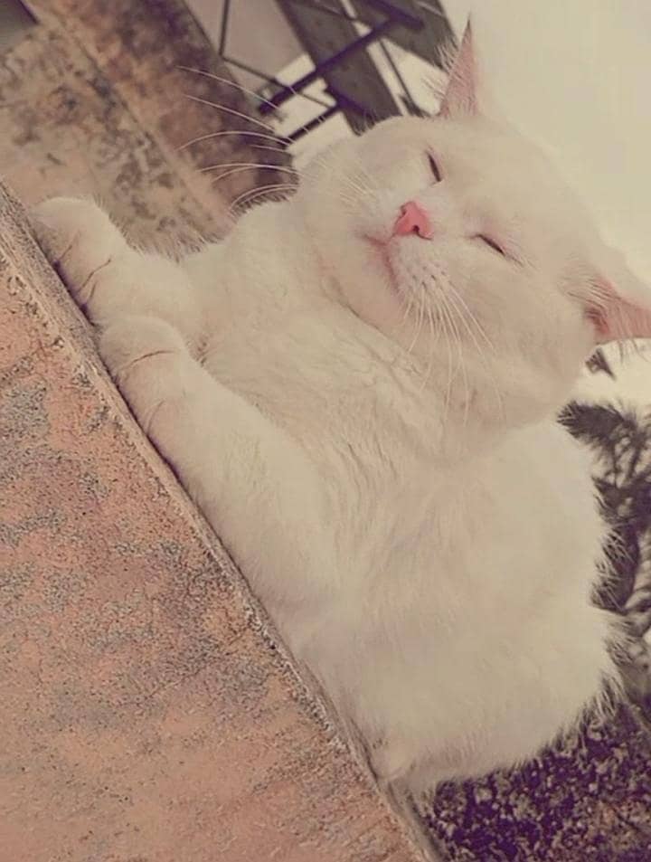 Cats white 1