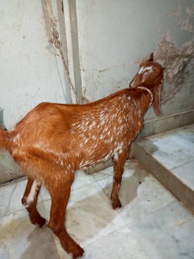 bakri female path makhi cheeni cross