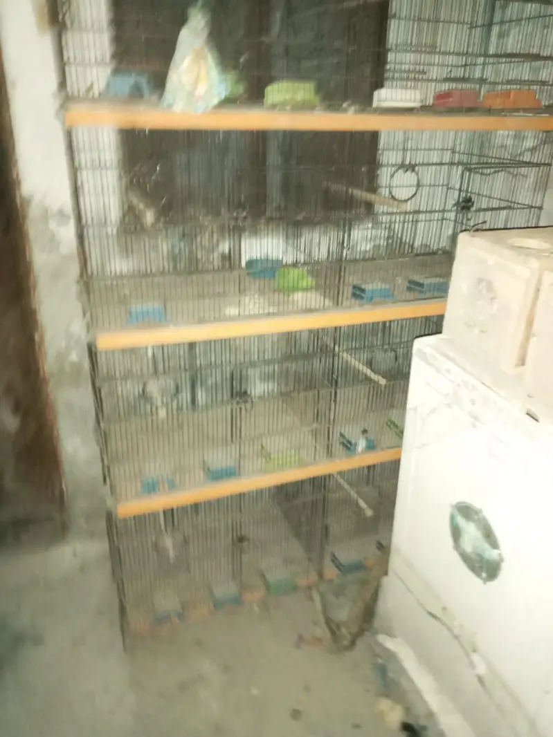 parrot cage for urgent sale — photo 3