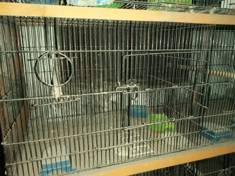 parrot cage for urgent sale — photo 4