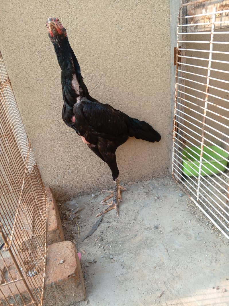 shamo 0