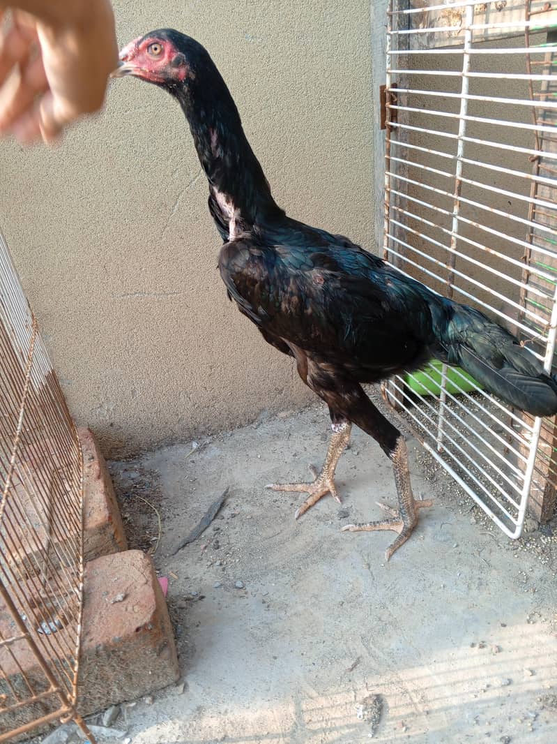 shamo 1