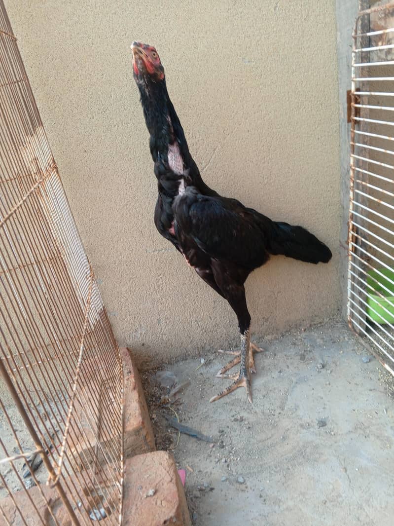 shamo 2
