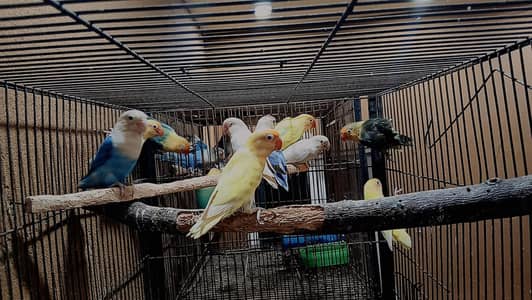10 BREEDER PAIRS LOVE BIRDS.  ALL TYPES