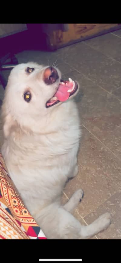 Dog For sale  vaccinated 1 year faimly dog