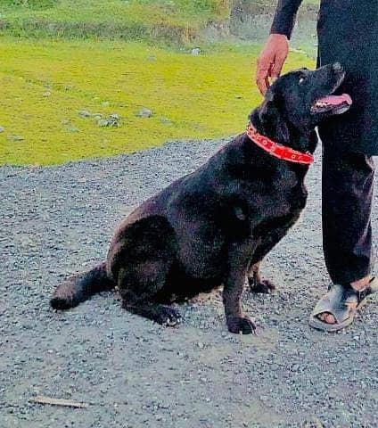 Labrador 0
