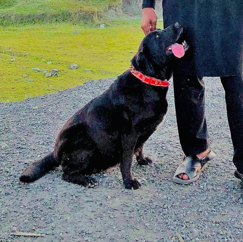 Labrador 1