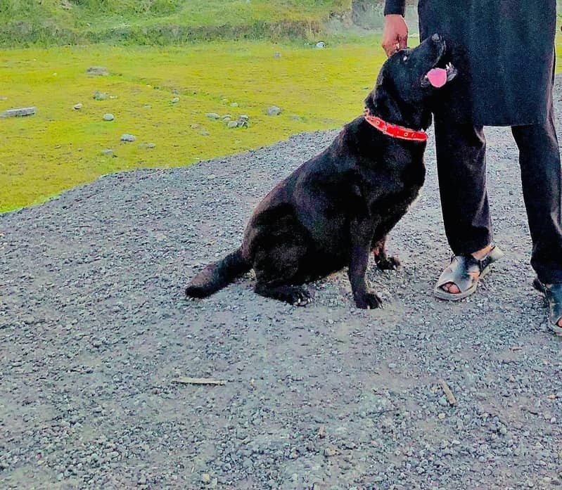 Labrador 2