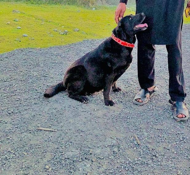 Labrador 3