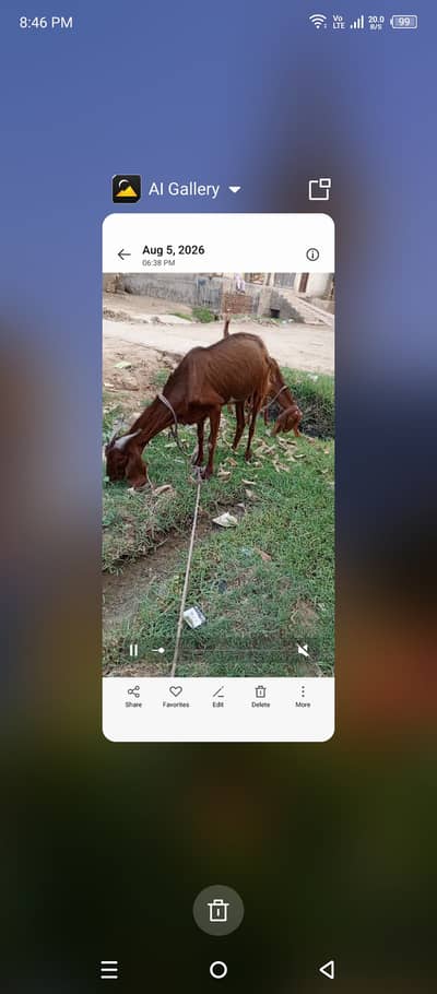 Goat for sale