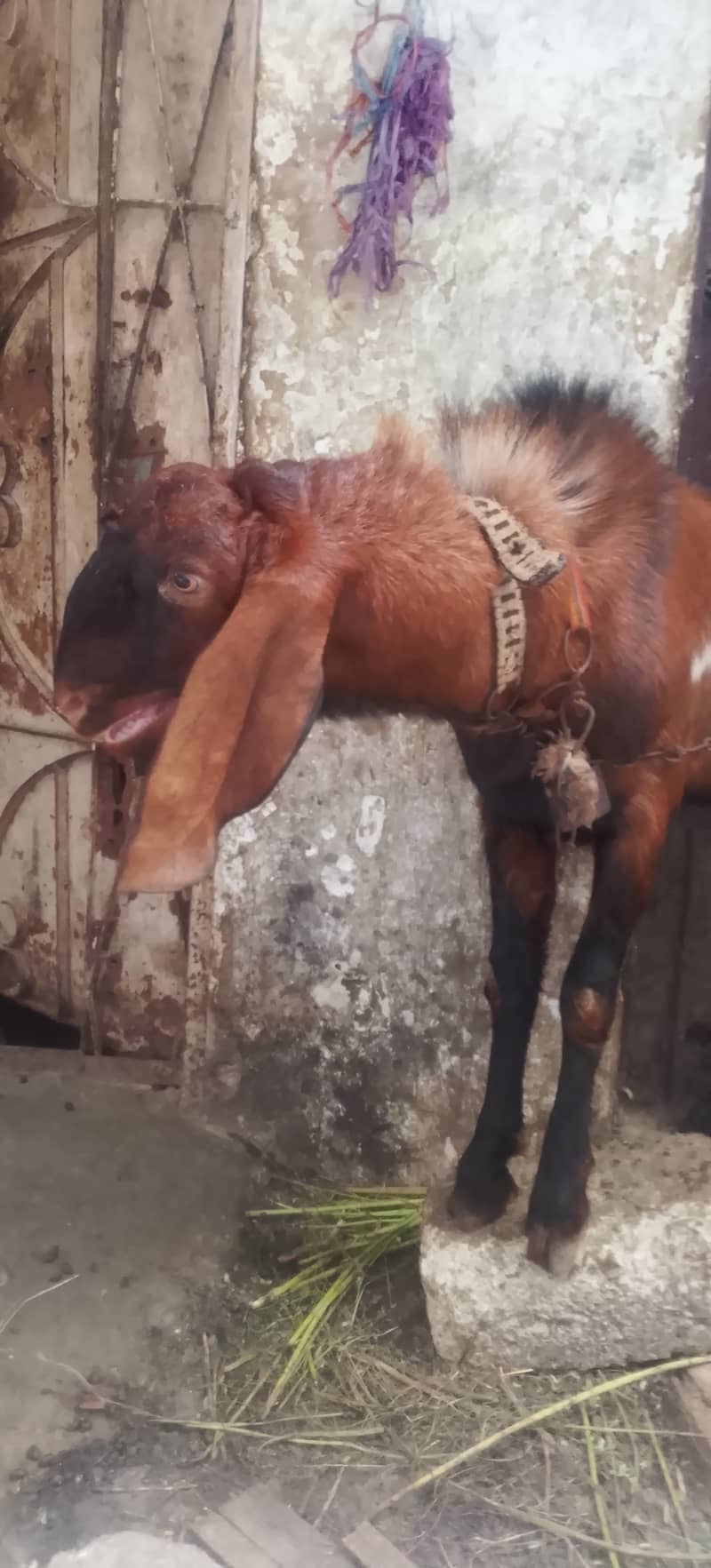 Breeder Bakra 3