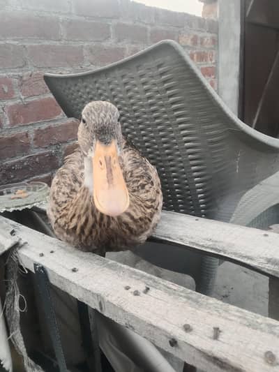 ducks