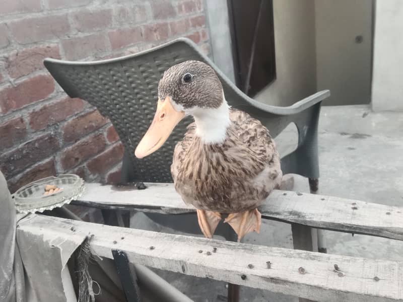 ducks 1