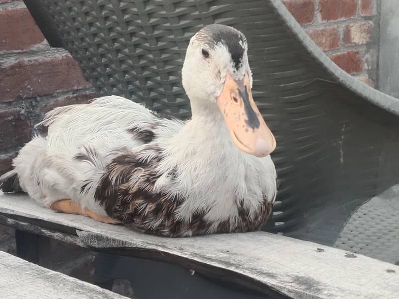 ducks 2