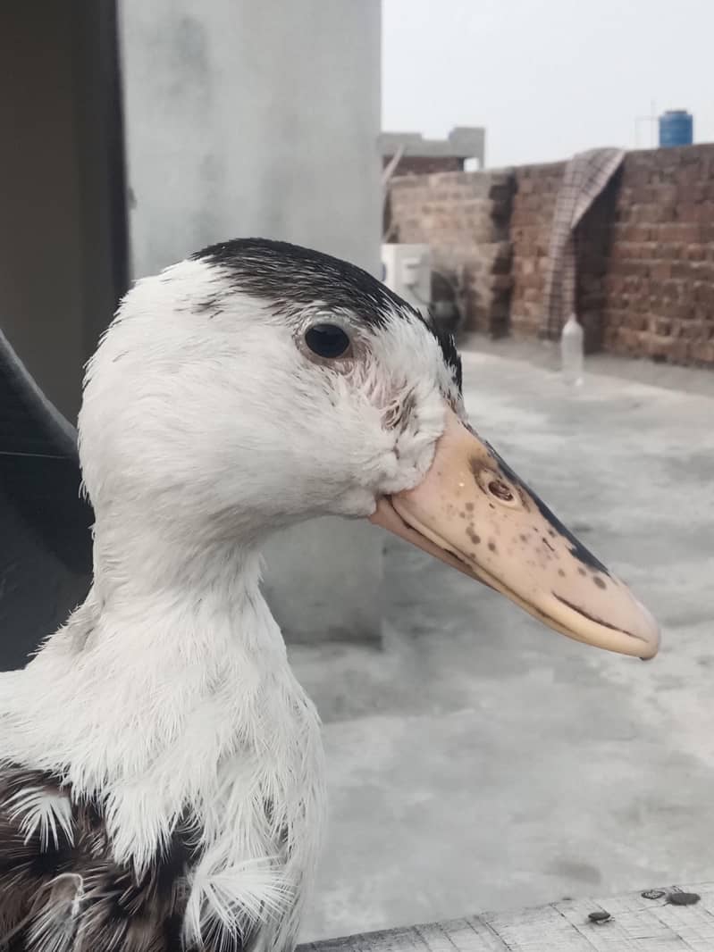 ducks 3