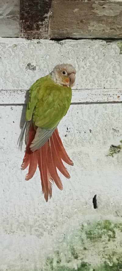 pineapple Kannur male