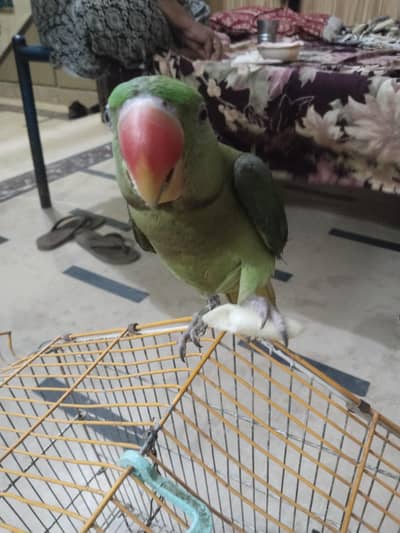 raw parrot